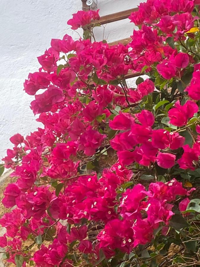 Ferienwohnung Cortijo Perejil, A Tranquil Mountain Escape & Private Pool Oria Exterior foto